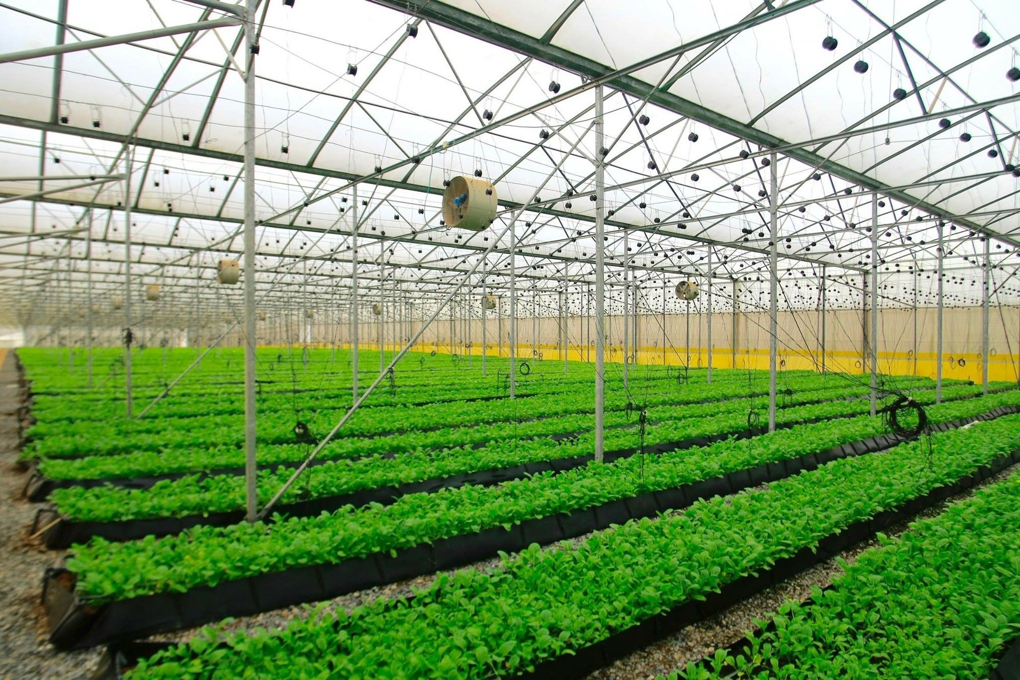 Green Agriculture