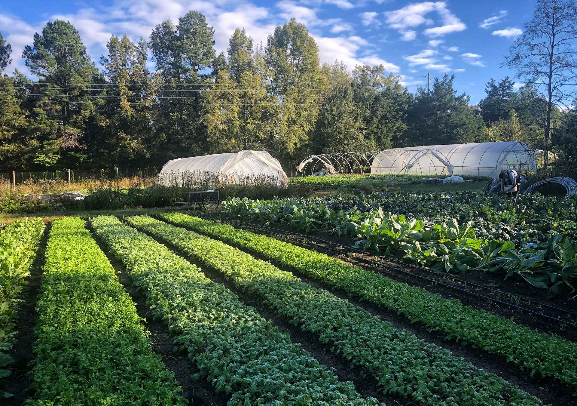 Organic Agriculture